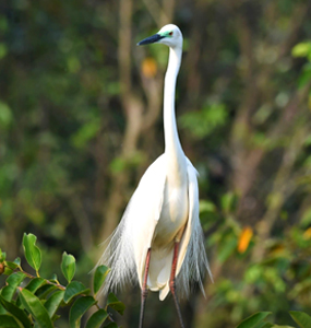 bird-watching-thumb